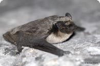 Oetscher-Netzfang c Plank M