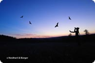 Abendsegler