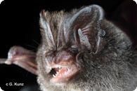 Mopsfledermaus c Kunz G