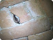 Wasserfledermaus_SanterN
