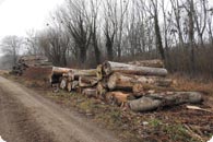 Baumfaellungen_BuergerK