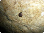Riemenschnecke c Buerger K
