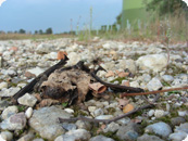 Windenergie-Fledermaus_WegleitnerS