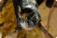 Nordfledermaus c Kooji van der J-Heller