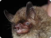 Nymphenfledermaus c Reiter G