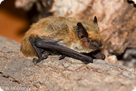 Weissrandfledermaus_Holzinger