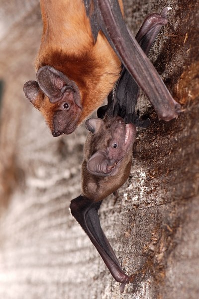 Foto © Wolfgang Forstmeier