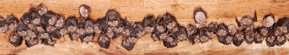 Foto © Wolfgang Forstmeier