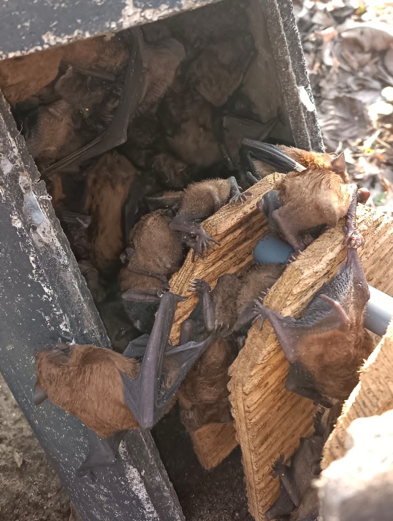 Besiedlung von Fledermaus-Ersatzquartieren im Winter