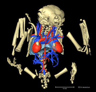 Siamesiche Fledermauszwillinge