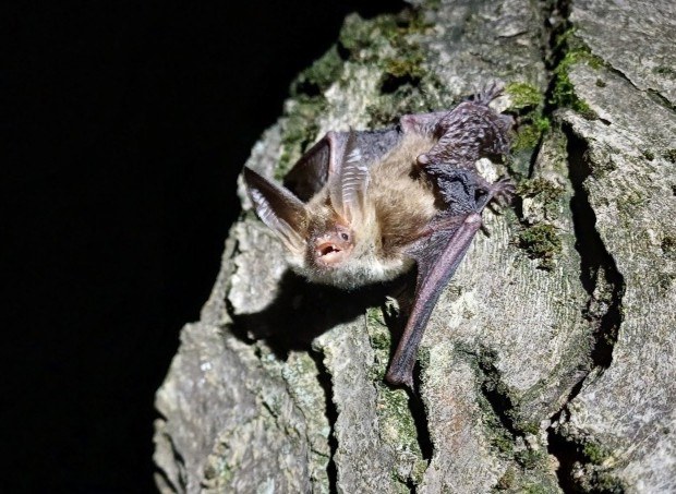 Waldfonds - ConBats