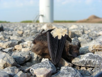 Gefährdung & Schutz